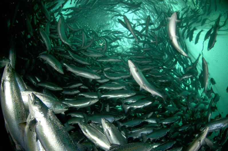 Aquaculture